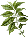 The coffee plant